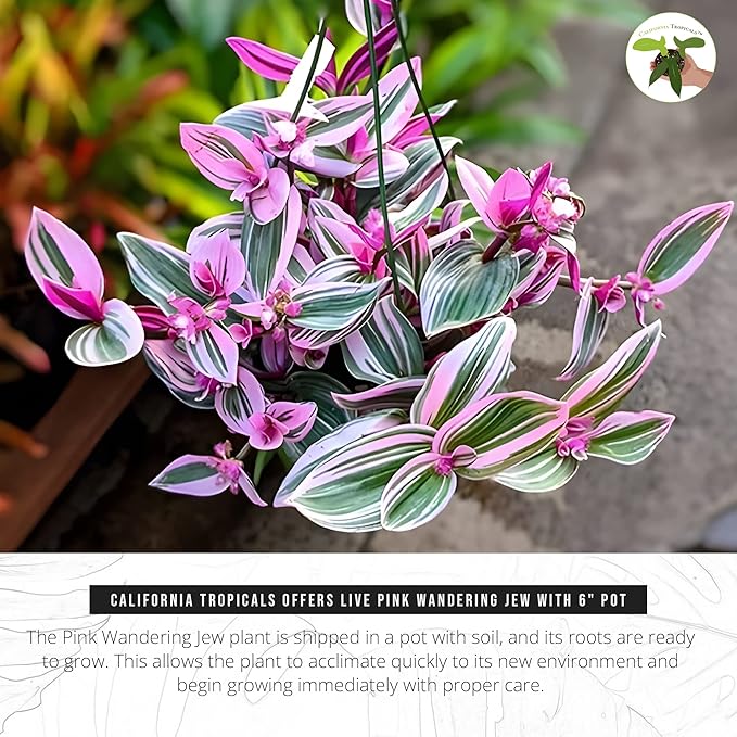 California Tropicals Pink Tradescantia - Rare Nanouk - Live Houseplant Potted in Soil with Rooted Leaves - Easy Care Indoor Outdoor Plant, Mini Tiny Tropical Plant Garden, 6 inch Pot