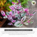 California Tropicals Pink Tradescantia - Rare Nanouk - Live Houseplant Potted in Soil with Rooted Leaves - Easy Care Indoor Outdoor Plant, Mini Tiny Tropical Plant Garden, 6 inch Pot