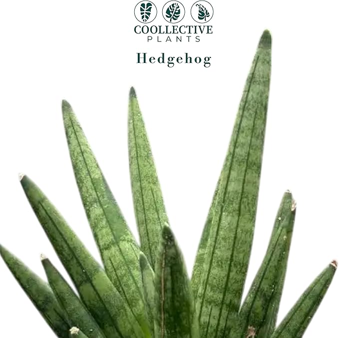 Sansevieria Hedgehog Live Snake Plant in 4" Pot – Compact Spiky Foliage, Easy Care, Low Light, Low Maintenance Indoor Houseplant