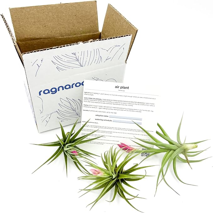Air Plants - Flowering Tillandsia Aeranthos, Large 3-5" - 3ct - Live Arrival Guaranteed - House Plants for Home Decor & Gift