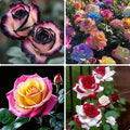 Rose Seeds for Planting, 200+ Mixed Rose Flower Seeds, Perennial Exotic Flower Plants, Non-GMO Heirloom Rare Vine Rose Seed for Garden Outdoor
