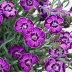 RedCrocus Everlast Peach' Pinks, Sweet William Dianthus- Vibrant Fragrant Blooms, Pollinator Attractant, Container & Border Plant, Pet Safe, Easy Care, Hardy Zones 3-8 1 Gallon (Pack of 12