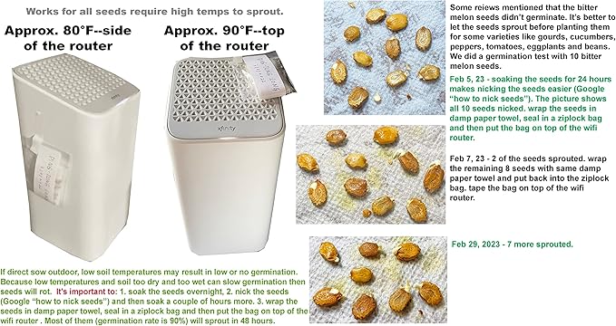 HipGirl Authentic Asian Gourmet Seed Bundle: Green Perilla Shiso (200ct) & Smooth Skin Bitter Melon (10-12ct) | Non-GMO Heirloom Seeds for Summer Gardening, Trellis, & Hydroponics