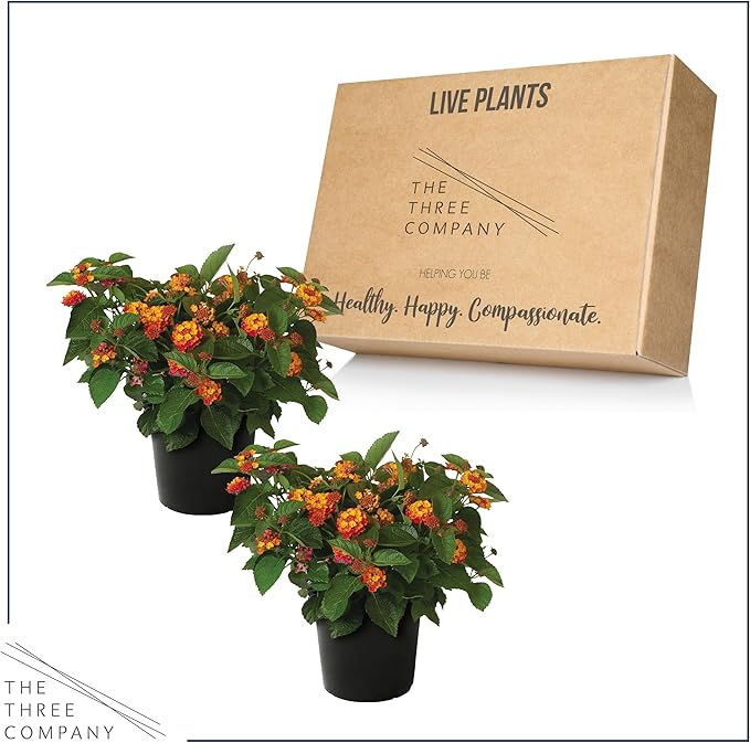 Live Flowering Lantana - Havana Red Sky (2 Plants Per Pack), Healthy Blooming Pollinator, 8" Tall by 5" Wide in 1 Qt Pot