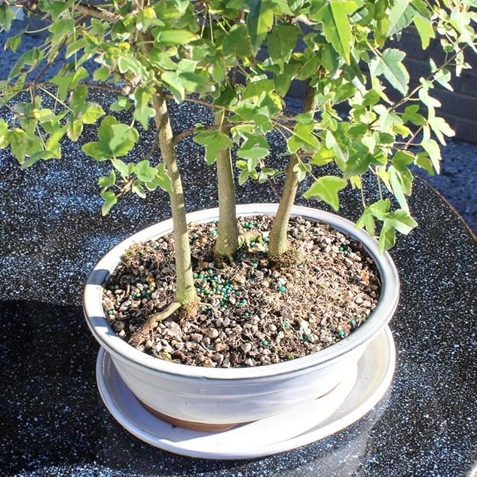 Brussel's Bonsai - Live Trident Maple Bonsai Grove with White Ceramic Tray, Outdoor Bonsai Tree Live Plant, Multi Tree Bonsai Display for Patio Garden Decor