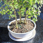 Brussel's Bonsai - Live Trident Maple Bonsai Grove with White Ceramic Tray, Outdoor Bonsai Tree Live Plant, Multi Tree Bonsai Display for Patio Garden Decor