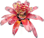 ragnaroc Live Plants - Bromeliad Neoregelia 'Green Eye', 16" Wide and 12" Tall in 6" Pot - 1ct - Live Arrival Guaranteed - House Plants for Home Decor & Gift