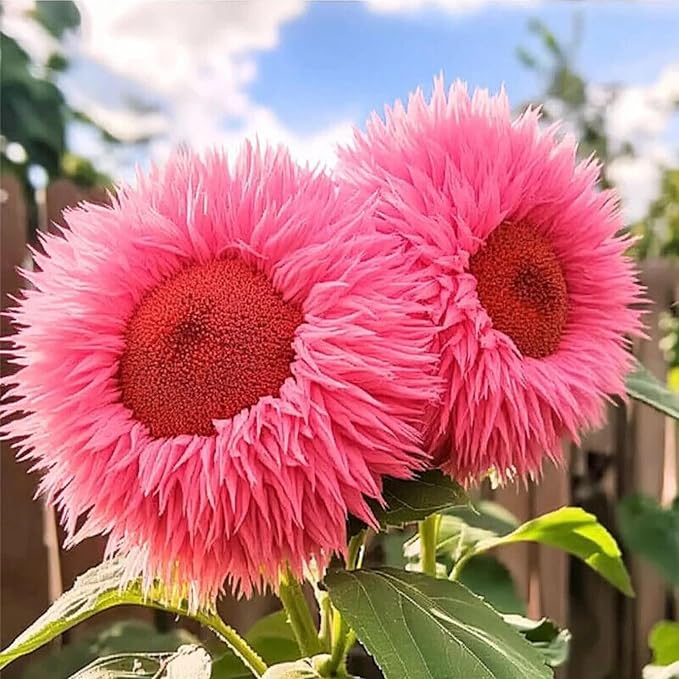 150+ Rare Sunflower Seeds for Planting Giant Teddy Bear Sunflowers Non-GMO Heirloom Seeds for Home Garden Outdoors - Attracts Pollinators