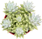 Blue Burrito Succulent Live Healthy Sedeveria Houseplant - Succulents Plants Live - Fully Rooted in 4 inch Plant Pot - Indoor Rosette Succulants for Home and Office Decor