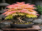 Green Geisha Girl Japanese Maple Tree Plant – Great for Bonsai or Outdoors - Live Ornamental Maple – 12–18 Inch Tall Plant – Stunning Foliage, Slow Growing Landscape Tree for Gardens & Containers