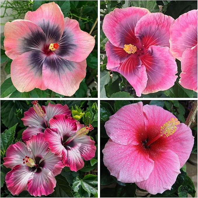Hibiscus Flower Seeds for Planting - Exotic Plant Bonsai Seeds Giant Flower Tropical Potted Plants Seeds Non-GMO Heirloom Seeds Perennial Flower
