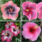 Hibiscus Flower Seeds for Planting - Exotic Plant Bonsai Seeds Giant Flower Tropical Potted Plants Seeds Non-GMO Heirloom Seeds Perennial Flower