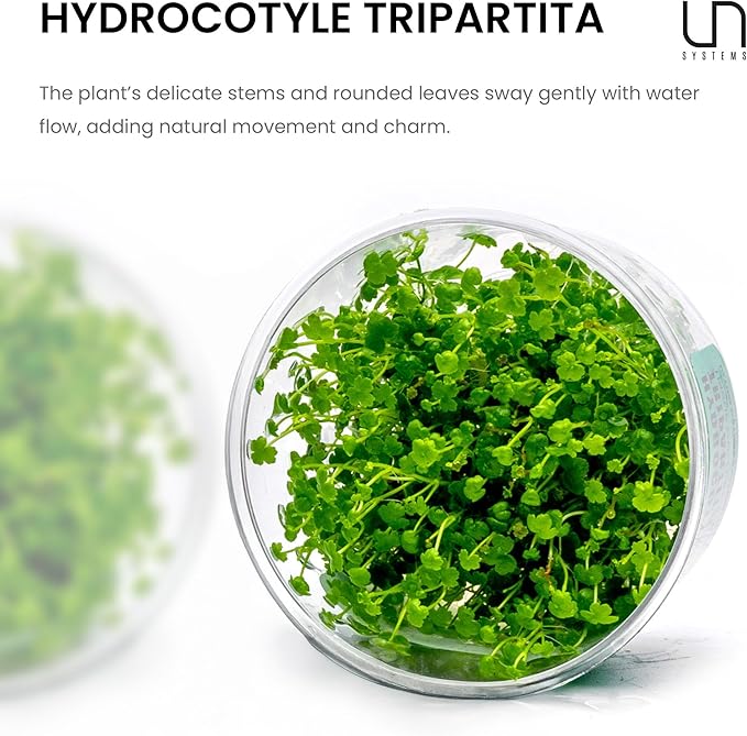 Ultum Nature Systems Live Plants - Japan Pennywort (Hydrocotyle tripartita) - Medium to High Light, Bright Green Color, Foreground to Midground, Creeping Carpeting Growth - Tissue Culture