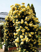 Yellow Rose Live Plant, Can Grow As Rose Bushes Shrubs or Climbing, Fragrant Ready to Plant, Starter Size, 5 to 10 Inc Tall, Dormant in Winter