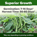 HOME GROWN Contender Bush Bean Seeds 28+ Heirloom Non-GMO, High Germination, Stringless Green Beans for Planting, Early Harvest, Emergency Food Supply, Fresh Eating & Canning (Phaseolus vulgaris)