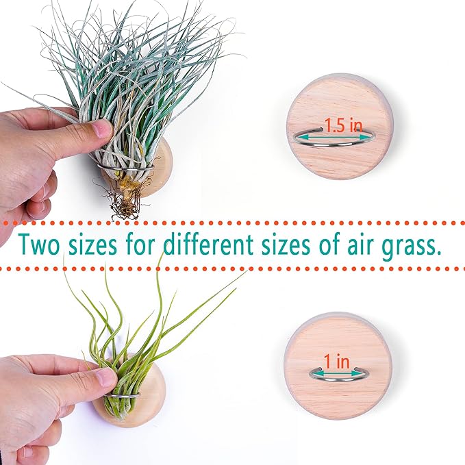 MITIME Air Plants Holders-Real Wood Live Air Plant Holders.Rustic Air Plant Stand,Wall-mounted to save space.(Plants not included)(Orbicular Set of 6)