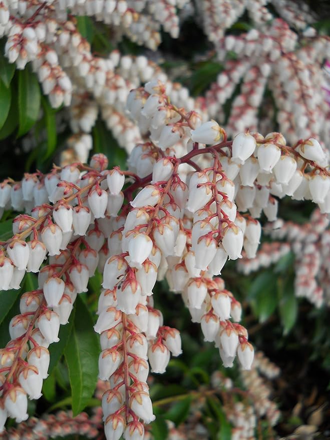 Green Promise Farms PIERIS Japonica (Dorothy Wycoff Andromeda) Evergreen, 3-Size Container, Pink Blossoms