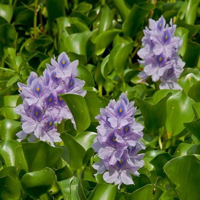 Chalily Water Hyacinth Floating Pond Plants Live Aquatic Plant Great for Koi Ponds Flowering and Fast Growing Hyacinths Cannot Ship to Some States (6)