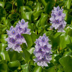 Chalily Water Hyacinth Floating Pond Plants Live Aquatic Plant Great for Koi Ponds Flowering and Fast Growing Hyacinths Cannot Ship to Some States (48)
