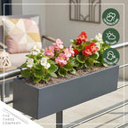 Live Begonia - Green Leaf Ambassador Assorted (4 Per Pack), Beautiful Shade Annual, Ships 8" Tall by 4" Wide in 1 Pt Pot