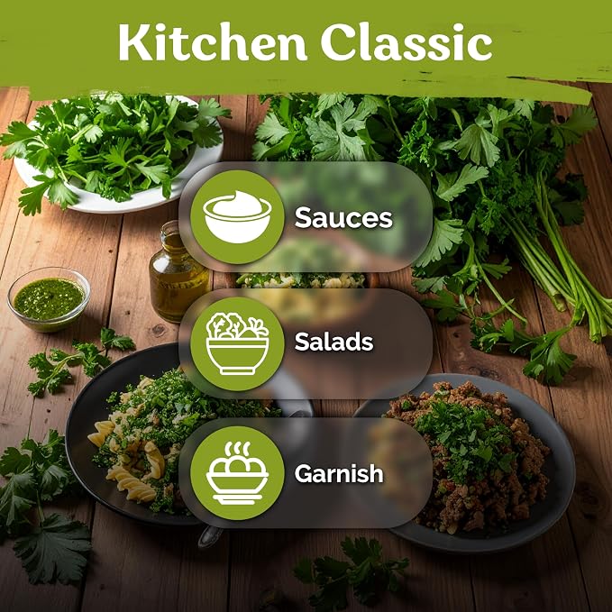 KVITER 700 Italian Giant Parsley Seeds (Petroselinum Crispum) - Italian Flat Leaf Parsley, High Yield, Non GMO Seed Packets - Heirloom Herb Seeds, Culinary Herb for Indoor & Outdoor Garden