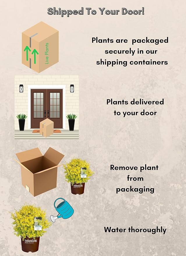 5 Gallon Southern Living Plant Collection Sunshine Ligustrum Privet Shrub