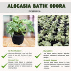 Live Alocasia Batik Odora Variegated Plant - Rare Exotic Tropical Houseplant, Stunning Indoor Foliage, Easy Care Air-Purifying Plant for Home Decor, Office, and Unique Gifts (Heat Pack Included)