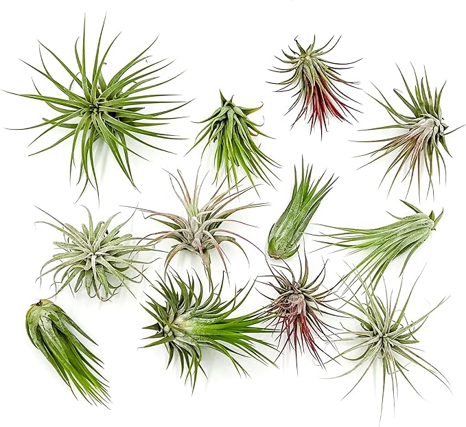 ragnaroc Air Plants - Tillandsia Ionantha Pack, Regular 1-3" - 12ct - Live Arrival Guaranteed - House Plants for Home Decor & Gift