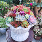 Sprout N Green Live Succulent Plants, 8 Pack Assorted Real Succulents Potted in 2" Starter Pot with Soil Mix, Rare Small Indoor House Plants for Home Garden Wedding Decor Party Favor
