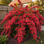 Red Weigela Live Plant Blooming Shrub, 1-2 Ft Hardy Dormant Perennial Flowering Bush for Garden Borders