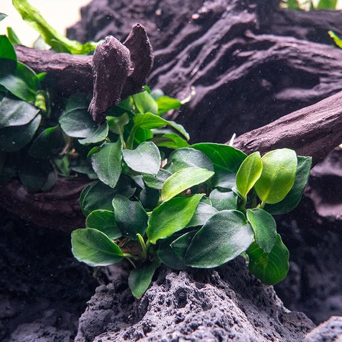 SubstrateSource Anubias Live Aquarium Plants - Potted Freshwater Plant for Fish Tanks, Terrariums - Beginner Friendly Low Light (Nana Petite, 3 Pots)
