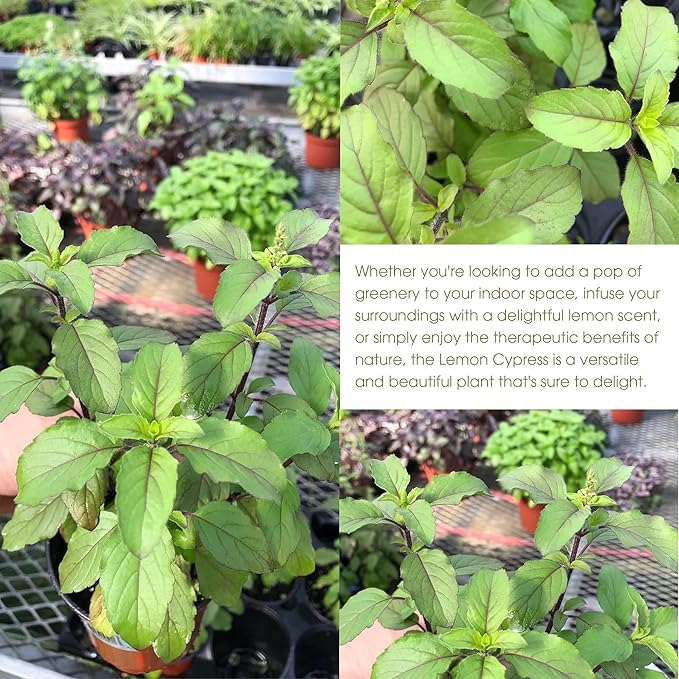 Generic Tulsi Krishna Holy Basil Plants Live - Rare Live Basil Plant - Ocimum Sanctum - Purple Tulsi Herbs - Non GMO - Garden Indoor & Outdoor