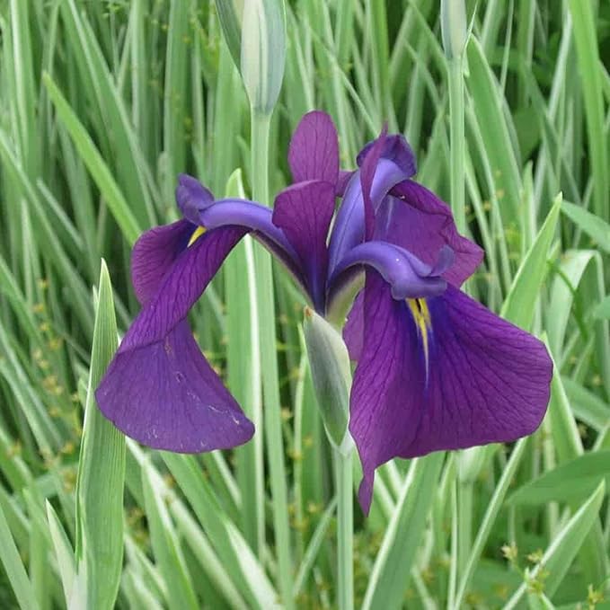 Japanese Variegated Iris, a Great Live Pond Plant for Your Water Garden. Filters The koi and Goldfish Pond. Good for Bogs, Plant Shelf or Shallow Water This marginal Aquatic is a Real Beauty