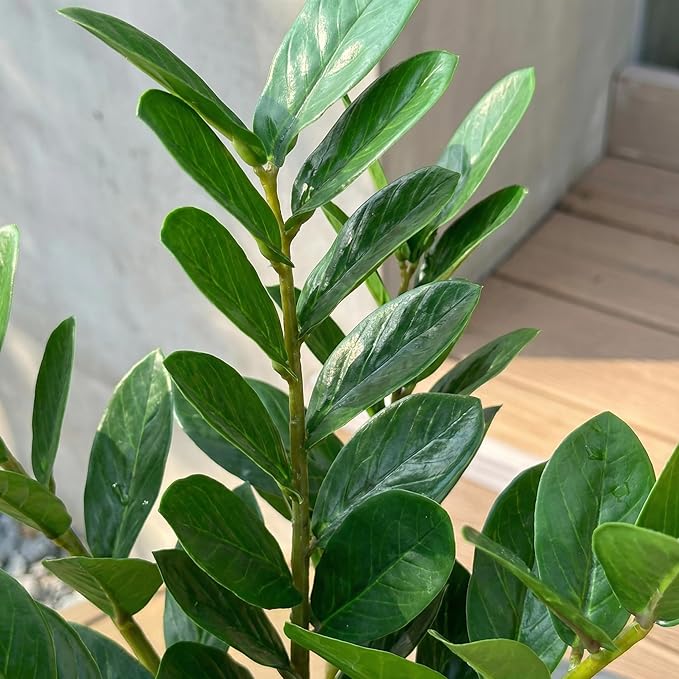 TentoWhan（2Packs Faux Plants Indoor 18.9" Artificial ZZ Plants in White Pot Fake Potted Zamioculcas Silk Faux Plants for Home Table Decor Bedroom Aesthetic
