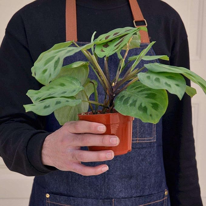 Maranta Leuconeura Live Plant for Indoor | Different Houseplants in 3'' Pot | Real House Plant for Living Room, Office, Desk & Bathroom | Prayer Plant