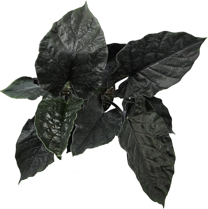 Alocasia Antoro Velvet, Unique Live Houseplant in 6" White Pot, Easy Live Gift, Elephant Ear, Houseplants for Desk Decorations, Real Botanical, Air Purifying Tropicals by Plants for Pets
