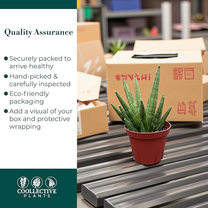 Sansevieria Hedgehog Live Snake Plant in 4" Pot – Compact Spiky Foliage, Easy Care, Low Light, Low Maintenance Indoor Houseplant