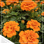 Live Flowering Marigold - Assorted Colors (4 Per Pack), Beautiful Spring Color, 8" Tall by 4" Wide in 1 Pt Pot