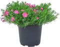 Live Phlox - Pink - Beautiful Creeping/Trailing Perennial - Healthy Spring Plant - 10" Tall by 6" Wide in 2.5 Qt Pot