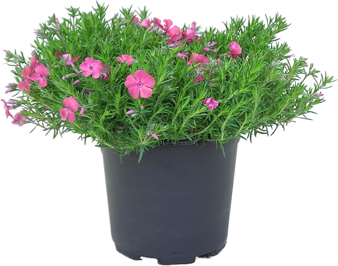 Live Phlox - Pink - Beautiful Creeping/Trailing Perennial - Healthy Spring Plant - 10" Tall by 6" Wide in 2.5 Qt Pot