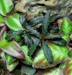 Bucephalandra ‘Godzilla’ Easy Live Aquarium Plants for Aquatic Freshwater Fish Tank