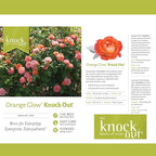 2 Gallon The Orange Glow Knock Out® Rose Plant with Orange Blooms