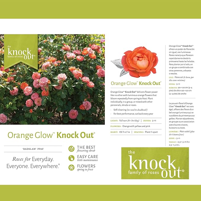 2 Gallon The Orange Glow Knock Out® Rose Plant with Orange Blooms