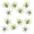 ragnaroc Air Plants - Tillandsia Ionantha Druid, Regular 2-3" - 12ct - Live Arrival Gauranteed - House Plants for Home Decor & Gift