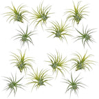 ragnaroc Air Plants - Tillandsia Ionantha Druid, Regular 2-3" - 12ct - Live Arrival Gauranteed - House Plants for Home Decor & Gift