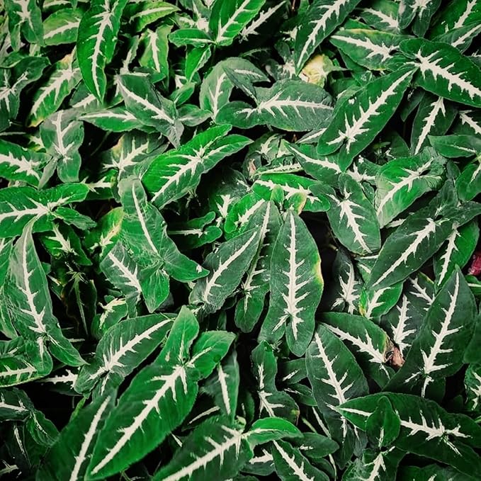 Syngonium Black Velvet - Live Plant in a 4 Inch Pot - Syngonium Wendlandii - Stunning Houseplant with Unique Foliage - The Perfect Air Purifying Houseplant Companion