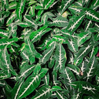 Syngonium Black Velvet - Live Plant in a 4 Inch Pot - Syngonium Wendlandii - Stunning Houseplant with Unique Foliage - The Perfect Air Purifying Houseplant Companion