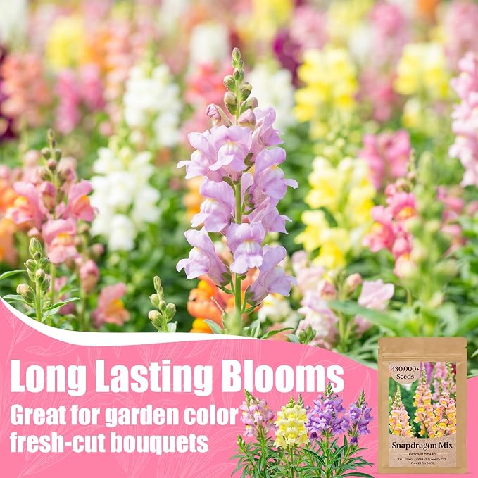 430,000+ Snapdragon Seeds for Planting - 1.4oz Bulk Pack 5-Color Mixed Snapdragon Flower Seeds (Antirrhinum majus) for Garden Beds, Borders, Pots & Cut Flower Displays, Instructions Included