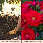 Heirloom Climbing Roses, Live Own Root Plant for Outdoor Garden, Cherry Frost™, Lightly Fragrant, Hardiness Zones 4-8, Repeat Blooming