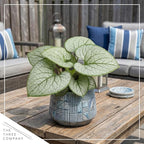 Live Brunnera 2-Pack – Silver Heart – Shade Perennial with Variegated Leaves, Blue Spring Flowers, 10” Tall, 1 Qt Pot